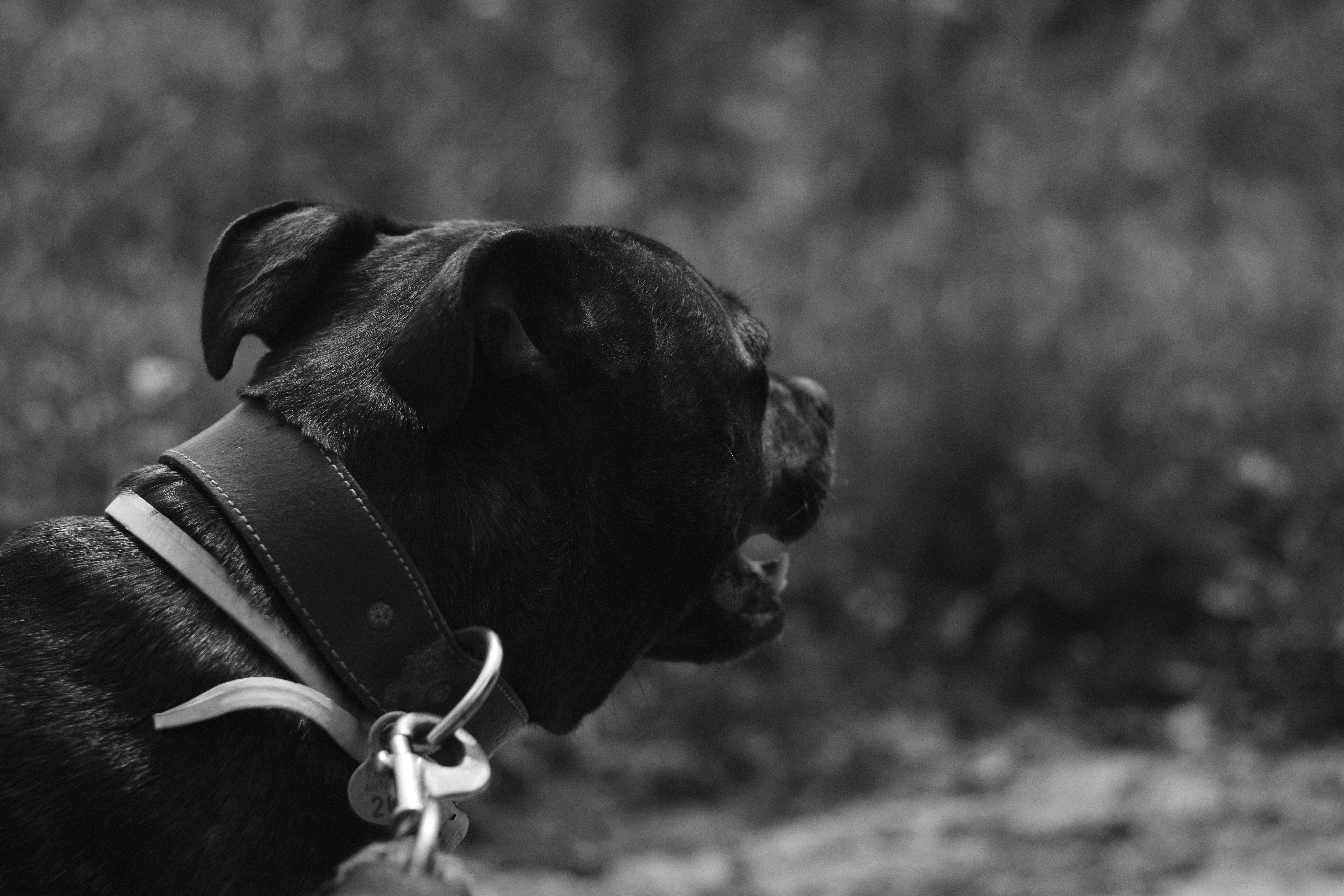 black and white short coated dog